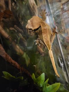 0. 2 Rhacodactylus Ciliatus Kronengecko 2x Weibchen