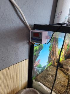 Geckos und Terrarium