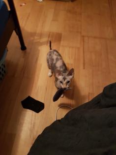 Junge Sphynx Katze sucht liebevolles zuhause