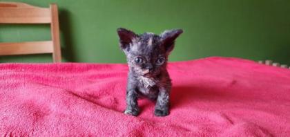 Selkirk Rex - superflauschig bis lockig -sucht Dich Luna