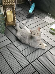 BKH kitten reinrassig geimpft gechipt