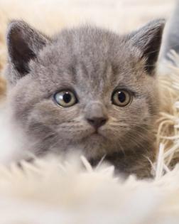 Wunderschöne BKH Kitten Farbe Blue Lilac
