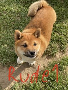 3 Süße Shiba Inu Welpen