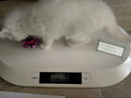 Maine Coon /BLH Katerchen Archie sucht ab 01. 08. 23 sein Zuhause