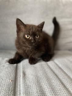 BKH kitten dürfen ins neue Zuhause