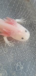 Axolotl Jungtiere