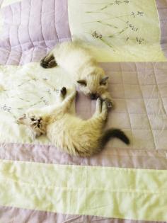 Neva Masquarade Kitten
