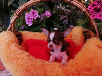 Süße Chihuahua-Welpen