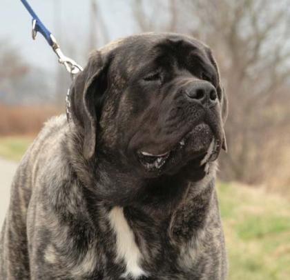 Old English Mastiff Rüde Askaban