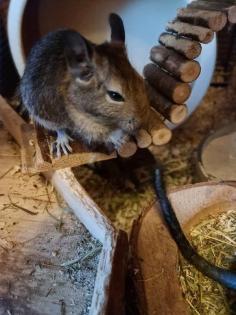 Degu Jungtiere abzugeben