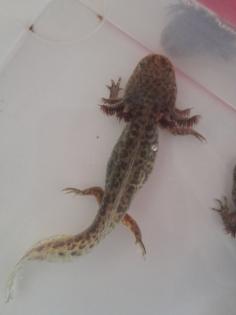 Axolotl Nachzucht abzugeben
