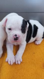 American Bulldog Welpen suchen Traumschloss