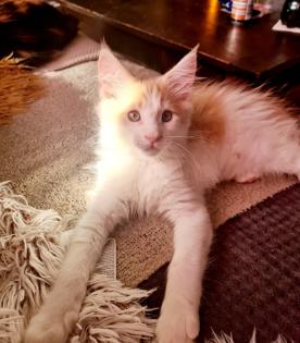 Maine Coon Kitten Stammbaum/ alte Linie