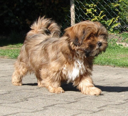 Lhasa Apso Welpen aus seriöser Liebhaberzucht VDH
