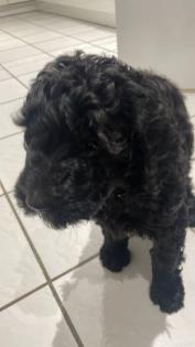 Bernedoodle Welpen