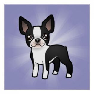 Wir haben Boston-Terrier-Baby s mit Papieren Gechipt und mehrf. Entwurmt