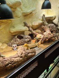 Bartagame m mit großem Terrarium Quarantäneterrarium inkl. Beleuchtung und viel Zubehör