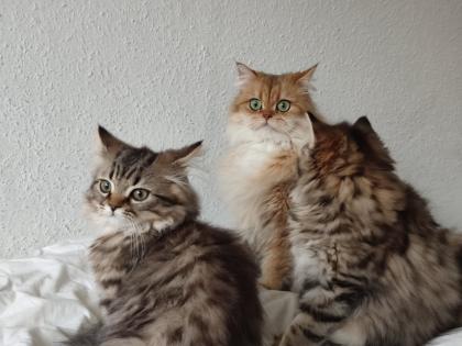 4 Süßes BKH und BLH-Kitten