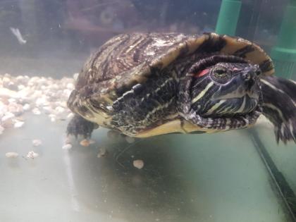 Rotwangen-Schmuckschildkröten