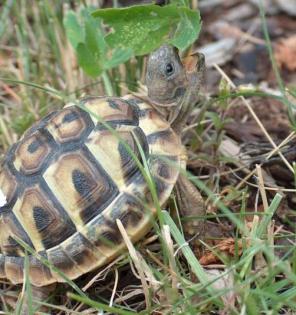 Griechische Landschildkröten NZ aus 2022 und 2022