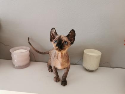 Sphynx Kätzchen zu verkaufen