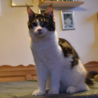 Zuzanna- Maine Coon Mädel mit Papieren 14 Monate kastriert