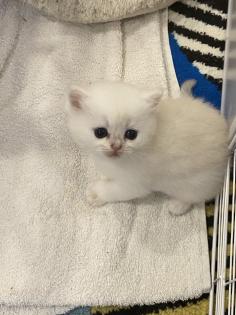 Kitten BKH shadow Silver Blue Point
