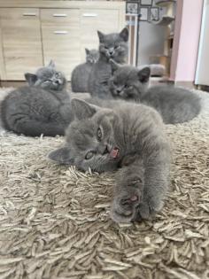 BKH Kitten Britisch Kurzhaar Katzenbabys Kitten