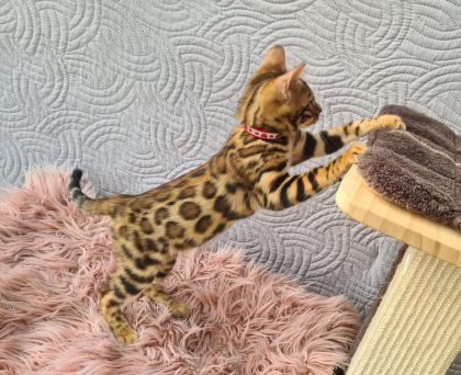 Wunderschöne Bengal Kitten gechipt geimpft mit Stammbaum