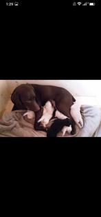 Verkaufe schöne Labrador Welpen