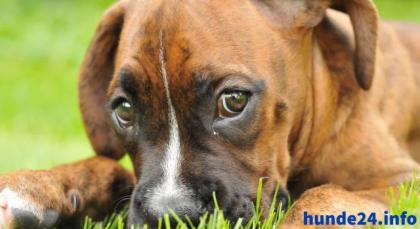 Hundehaftpflicht - Schütze deinen Vierbeiner