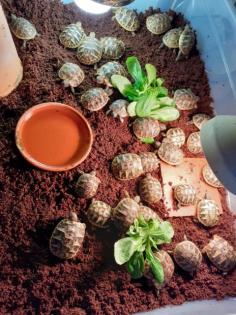 Griechische Landschildkröten THB Nachzuchten 2022