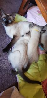 Siam /Thai Kitten Seal Point Babys Kätzchen. Abgabebereit.