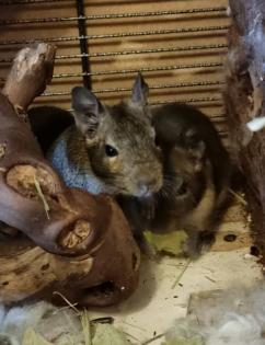 Degu Jungtiere abzugeben