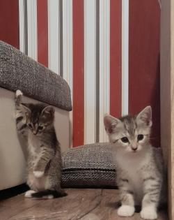 3 süße kitten mädels