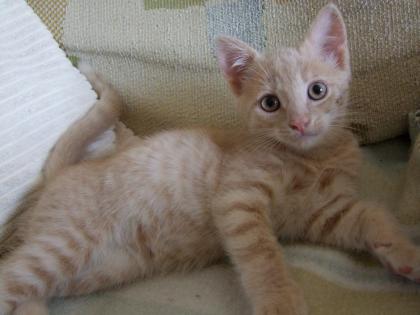 Süße kleine Katzenbabys / Kätzchen / Kitten