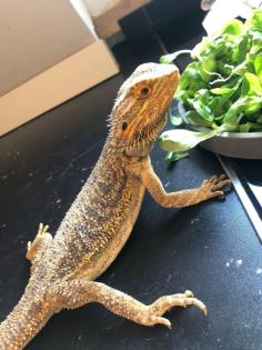 Bartagame Baghira sucht liebevolles neues Zuhause