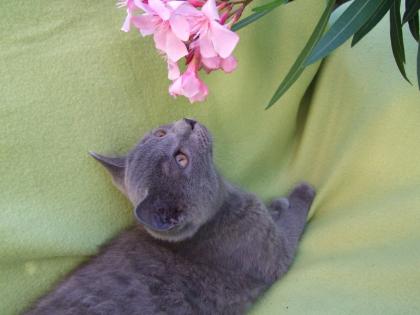 Kleine Kätzchen / Kitten / Katzenbabys