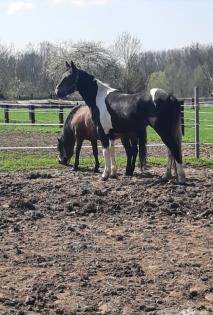Friese x Pinto Mix sucht seinen Menschen