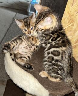 Bengal Jung Katzen 5 Monate alt