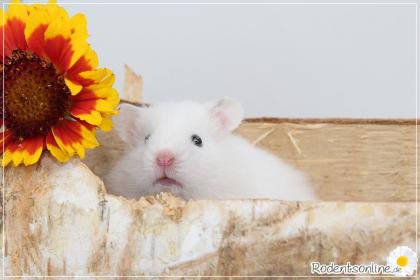 Zauberhafte zahme Goldhamster und Teddyhamster