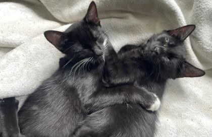 Kitten Kätzchen Junge Waldkatze