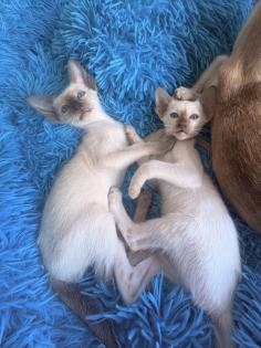 Siamkitten aus Zucht mit Herz