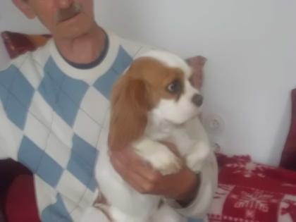 Wunderschönes Cavalier-King-Charles-Spaniel-Mädchen 1 Jahr Farbe blenheim mit