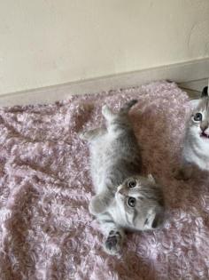 Bkh Kitten