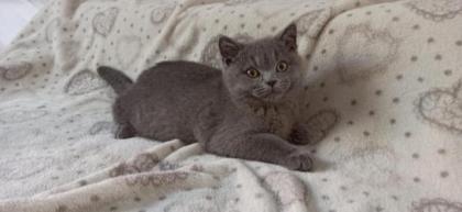 BKH Kitten Katerchen