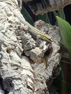 1 1 Streifenzwergtaggecko Lygodactylus kimhowelli
