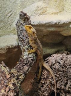 Bartagame m mit großem Terrarium Quarantäneterrarium inkl. Beleuchtung und viel Zubehör