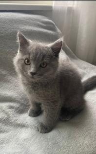 Katzenbabys sofort abgabebereit