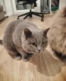 Wunderschöne Deckkater BKH